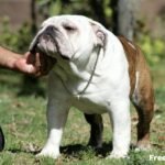 Ecuadorian Bulldog