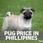 Pug Price In The Philippines