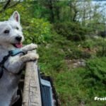 Why Westies Are The Worst Dogs