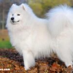 is the samoyed really hypoallergenic?