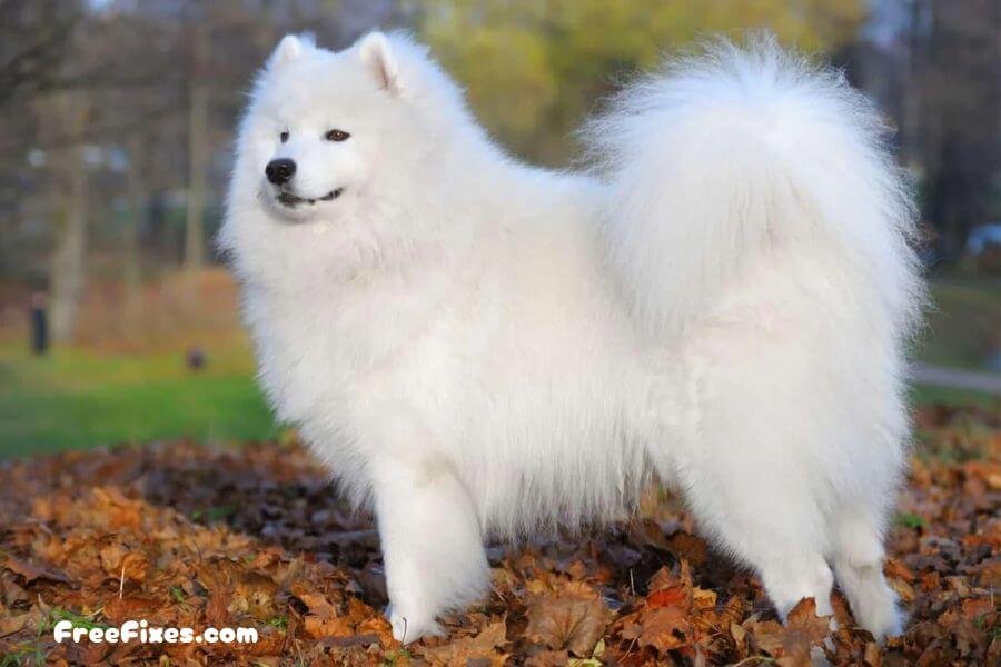 is the samoyed really hypoallergenic?